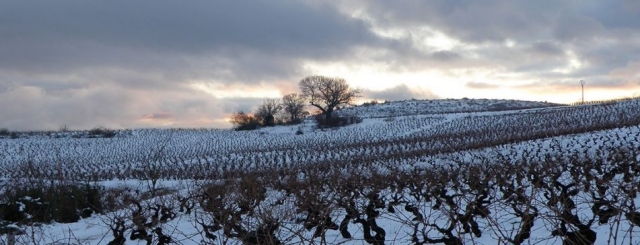  vinhedos nevados com um céu escuro